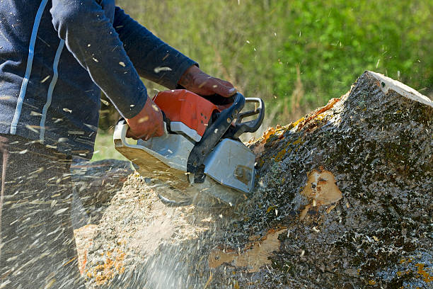 Best Arborist Services Near Me  in State College, PA